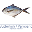 Pámpano / Butterfish