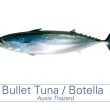 Botella / Bullet Tuna