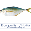 Hojita / Bumperfish