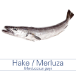 Merluza / Hake