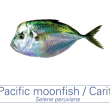 Carita / Pacif Moofish